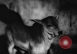 Standbild deutscher Zoo Deutschland, 1962, aus Sekunde 44 historischem Filmmaterial Videoclip 65675044377