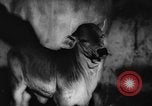 Standbild deutscher Zoo Deutschland, 1962, aus Sekunde 45 historischem Filmmaterial Videoclip 65675044377