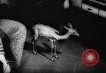 Standbild deutscher Zoo Deutschland, 1962, aus Sekunde 50 historischem Filmmaterial Videoclip 65675044377