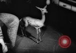 Standbild deutscher Zoo Deutschland, 1962, aus Sekunde 51 historischem Filmmaterial Videoclip 65675044377