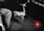 Standbild deutscher Zoo Deutschland, 1962, aus Sekunde 52 historischem Filmmaterial Videoclip 65675044377