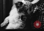Standbild deutscher Zoo Deutschland, 1962, aus Sekunde 55 historischem Filmmaterial Videoclip 65675044377