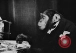 Standbild Schimpansen Oscar Essen am Tisch Luzern Schweiz, 1930, aus Sekunde 5 historischem Filmmaterial Videoclip 65675044386