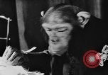 Standbild Schimpansen Oscar Essen am Tisch Luzern Schweiz, 1930, aus Sekunde 9 historischem Filmmaterial Videoclip 65675044386