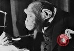 Standbild Schimpansen Oscar Essen am Tisch Luzern Schweiz, 1930, aus Sekunde 12 historischem Filmmaterial Videoclip 65675044386