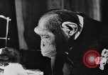 Standbild Schimpansen Oscar Essen am Tisch Luzern Schweiz, 1930, aus Sekunde 13 historischem Filmmaterial Videoclip 65675044386