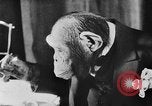 Standbild Schimpansen Oscar Essen am Tisch Luzern Schweiz, 1930, aus Sekunde 14 historischem Filmmaterial Videoclip 65675044386