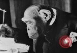 Standbild Schimpansen Oscar Essen am Tisch Luzern Schweiz, 1930, aus Sekunde 15 historischem Filmmaterial Videoclip 65675044386