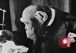 Standbild Schimpansen Oscar Essen am Tisch Luzern Schweiz, 1930, aus Sekunde 16 historischem Filmmaterial Videoclip 65675044386