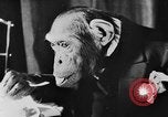 Standbild Schimpansen Oscar Essen am Tisch Luzern Schweiz, 1930, aus Sekunde 17 historischem Filmmaterial Videoclip 65675044386