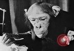 Standbild Schimpansen Oscar Essen am Tisch Luzern Schweiz, 1930, aus Sekunde 18 historischem Filmmaterial Videoclip 65675044386