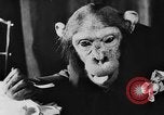 Standbild Schimpansen Oscar Essen am Tisch Luzern Schweiz, 1930, aus Sekunde 19 historischem Filmmaterial Videoclip 65675044386
