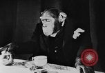 Standbild Schimpansen Oscar Essen am Tisch Luzern Schweiz, 1930, aus Sekunde 24 historischem Filmmaterial Videoclip 65675044386