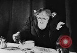 Standbild Schimpansen Oscar Essen am Tisch Luzern Schweiz, 1930, aus Sekunde 26 historischem Filmmaterial Videoclip 65675044386