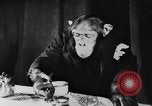 Standbild Schimpansen Oscar Essen am Tisch Luzern Schweiz, 1930, aus Sekunde 28 historischem Filmmaterial Videoclip 65675044386