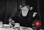 Standbild Schimpansen Oscar Essen am Tisch Luzern Schweiz, 1930, aus Sekunde 29 historischem Filmmaterial Videoclip 65675044386