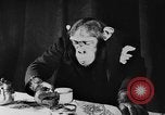 Standbild Schimpansen Oscar Essen am Tisch Luzern Schweiz, 1930, aus Sekunde 30 historischem Filmmaterial Videoclip 65675044386