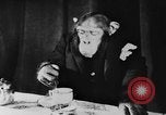 Standbild Schimpansen Oscar Essen am Tisch Luzern Schweiz, 1930, aus Sekunde 31 historischem Filmmaterial Videoclip 65675044386