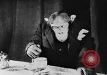 Standbild Schimpansen Oscar Essen am Tisch Luzern Schweiz, 1930, aus Sekunde 32 historischem Filmmaterial Videoclip 65675044386