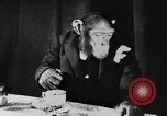 Standbild Schimpansen Oscar Essen am Tisch Luzern Schweiz, 1930, aus Sekunde 35 historischem Filmmaterial Videoclip 65675044386