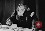 Standbild Schimpansen Oscar Essen am Tisch Luzern Schweiz, 1930, aus Sekunde 38 historischem Filmmaterial Videoclip 65675044386