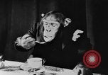 Standbild Schimpansen Oscar Essen am Tisch Luzern Schweiz, 1930, aus Sekunde 39 historischem Filmmaterial Videoclip 65675044386