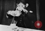 Standbild Schimpansen Oscar Essen am Tisch Luzern Schweiz, 1930, aus Sekunde 51 historischem Filmmaterial Videoclip 65675044386