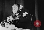 Standbild Schimpansen Oscar Essen am Tisch Luzern Schweiz, 1930, aus Sekunde 58 historischem Filmmaterial Videoclip 65675044386