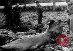 Image bombe du robot Europe, 1944, de la seconde 45 séquences d'archives historiques vidéo 65675044559