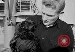 Standbild Seeotter Seattle Washington USA, 1954, aus Sekunde 11 historischem Filmmaterial Videoclip 65675044586