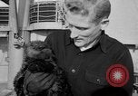 Standbild Seeotter Seattle Washington USA, 1954, aus Sekunde 12 historischem Filmmaterial Videoclip 65675044586