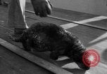 Standbild Seeotter Seattle Washington USA, 1954, aus Sekunde 14 historischem Filmmaterial Videoclip 65675044586