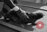 Standbild Seeotter Seattle Washington USA, 1954, aus Sekunde 16 historischem Filmmaterial Videoclip 65675044586