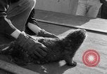 Standbild Seeotter Seattle Washington USA, 1954, aus Sekunde 17 historischem Filmmaterial Videoclip 65675044586