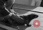 Standbild Seeotter Seattle Washington USA, 1954, aus Sekunde 18 historischem Filmmaterial Videoclip 65675044586