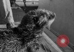 Standbild Seeotter Seattle Washington USA, 1954, aus Sekunde 19 historischem Filmmaterial Videoclip 65675044586