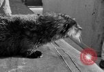 Standbild Seeotter Seattle Washington USA, 1954, aus Sekunde 20 historischem Filmmaterial Videoclip 65675044586