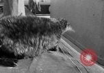 Standbild Seeotter Seattle Washington USA, 1954, aus Sekunde 21 historischem Filmmaterial Videoclip 65675044586
