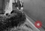 Standbild Seeotter Seattle Washington USA, 1954, aus Sekunde 22 historischem Filmmaterial Videoclip 65675044586