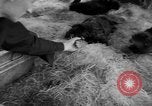 Standbild Seeotter Seattle Washington USA, 1954, aus Sekunde 28 historischem Filmmaterial Videoclip 65675044586