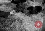 Standbild Seeotter Seattle Washington USA, 1954, aus Sekunde 29 historischem Filmmaterial Videoclip 65675044586