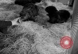Standbild Seeotter Seattle Washington USA, 1954, aus Sekunde 30 historischem Filmmaterial Videoclip 65675044586