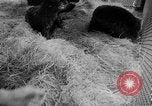 Standbild Seeotter Seattle Washington USA, 1954, aus Sekunde 31 historischem Filmmaterial Videoclip 65675044586