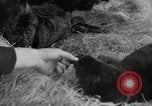 Standbild Seeotter Seattle Washington USA, 1954, aus Sekunde 32 historischem Filmmaterial Videoclip 65675044586