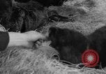 Standbild Seeotter Seattle Washington USA, 1954, aus Sekunde 33 historischem Filmmaterial Videoclip 65675044586