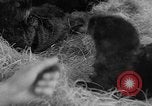 Standbild Seeotter Seattle Washington USA, 1954, aus Sekunde 34 historischem Filmmaterial Videoclip 65675044586