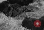 Standbild Seeotter Seattle Washington USA, 1954, aus Sekunde 35 historischem Filmmaterial Videoclip 65675044586