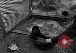 Standbild Seeotter Seattle Washington USA, 1954, aus Sekunde 36 historischem Filmmaterial Videoclip 65675044586