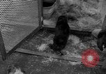 Standbild Seeotter Seattle Washington USA, 1954, aus Sekunde 37 historischem Filmmaterial Videoclip 65675044586