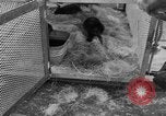 Standbild Seeotter Seattle Washington USA, 1954, aus Sekunde 39 historischem Filmmaterial Videoclip 65675044586